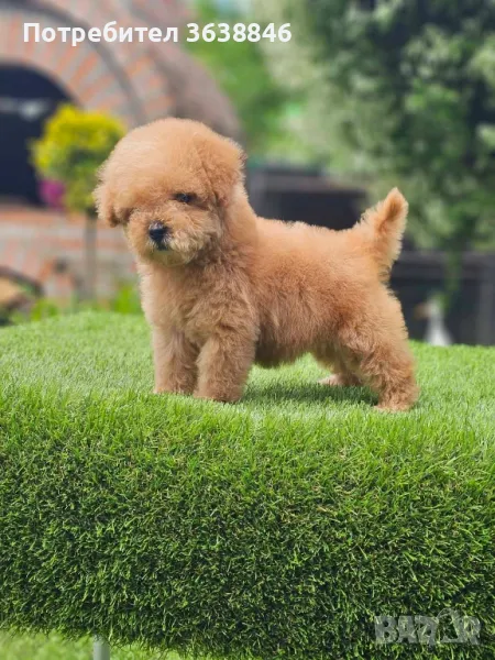 Той пудел, снимка 1