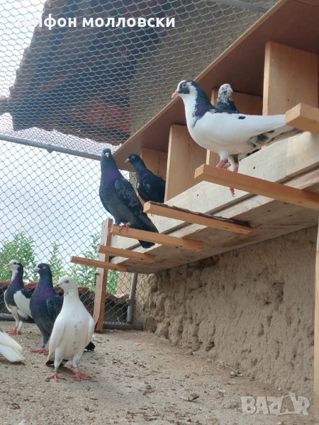 Гълъби пазарджишки високолетачи, Ловени чужди, снимка 1