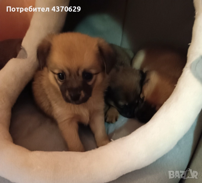 Малки, сладки кученца на 30 дни търсят добри стопани., снимка 1
