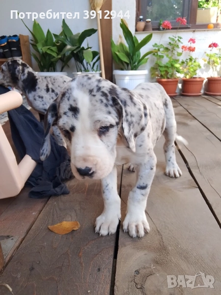 Кученца немски дог , снимка 1