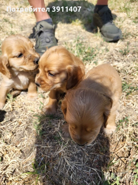 Продавам кокер шпаньоли, снимка 1