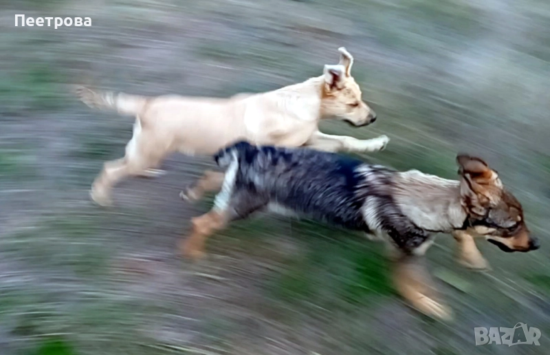 Женски кученца на четири месеца, обезпаразитени., снимка 1