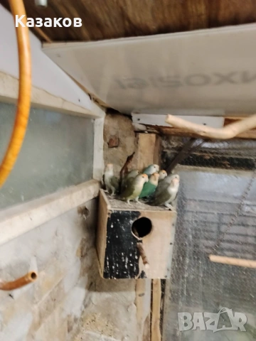 Продавам/бартер/ работещо ято розобузови неразделки, снимка 4 - Папагали - 52456034