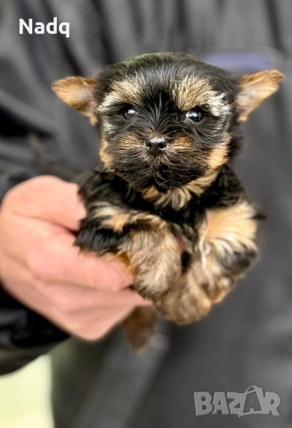 Йоркширски териер мини 