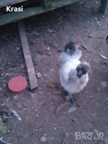 Петле копринка, снимка 3 - Кокошки и пуйки - 53160112