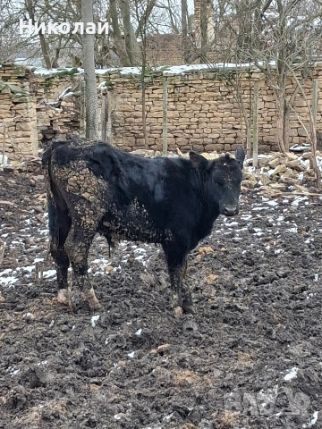 Три мъжки телета , снимка 4 - Крави - 53173942