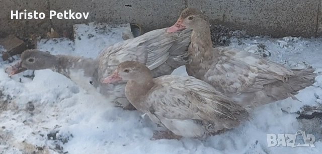 Продавам 4 Неми Патици , снимка 2 - Патици и гъски - 53138539