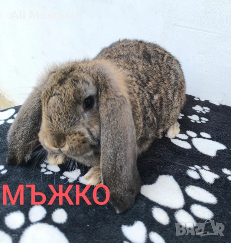 ЗАЙЦИ, снимка 4 - Други - 53465684