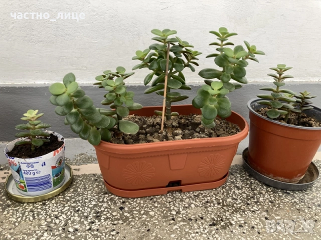 Дърво на живота - Красула