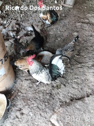 Джинки, снимка 5 - Кокошки и пуйки - 53404785