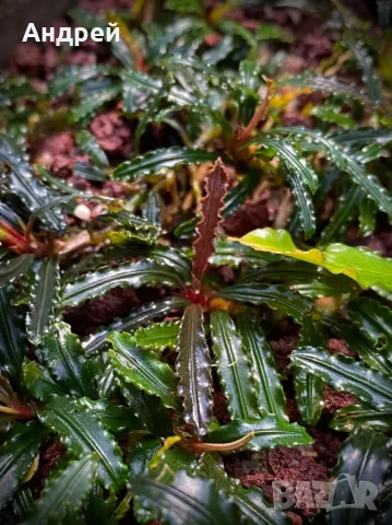 Буцефеландра , снимка 5 - Оборудване за аквариуми - 49664283