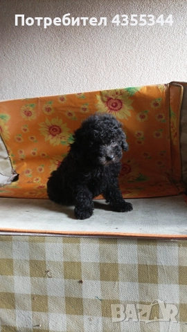 Пудели, снимка 2 - Пудели - 52558239