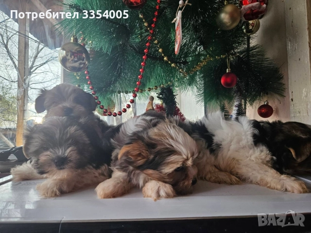 мъжко йорки бивър уникални кученца , снимка 6 - Йоркширски териер - 52586204