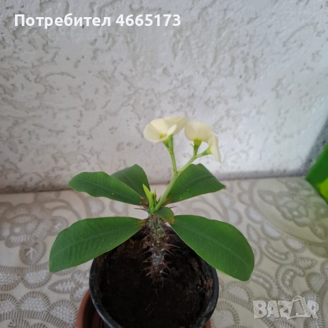 Стайно Цвете Исусов Венец, снимка 5 - Стайни растения - 54111064