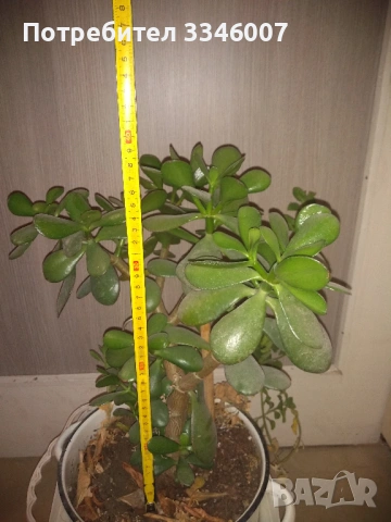 Дърво на живота /Красула овата/ , снимка 2 - Стайни растения - 53802298
