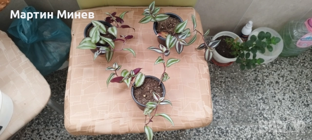 Tradescantia zebrina, снимка 4 - Стайни растения - 51996609