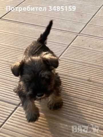 Мини Шнауцер ,Цверг Шнауцер, снимка 4 - Други - 53142237