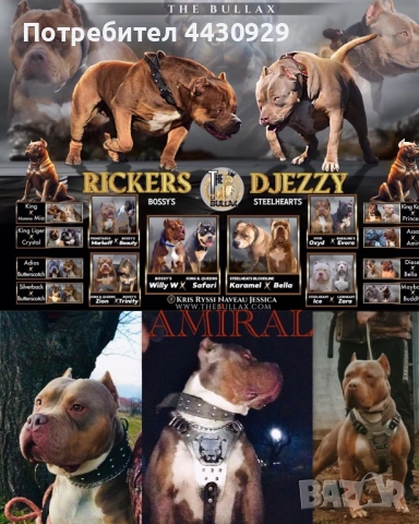 American Bully XL, снимка 16 - Други - 53135049