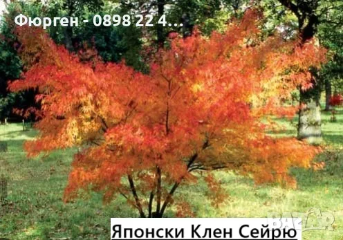 Ацер - Японски Клен Комплект от 4 вида, снимка 10 - Разсади - 50406472