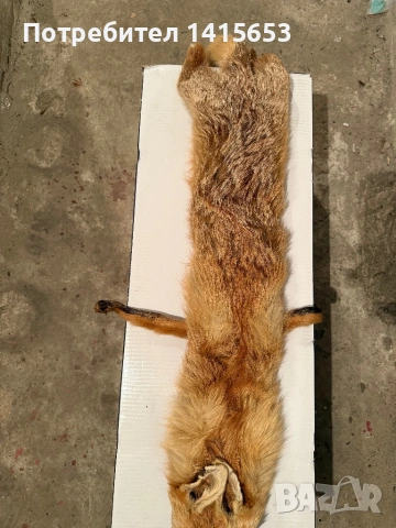 Продавам препарирана лисица, снимка 3 - Други ценни предмети - 53848530