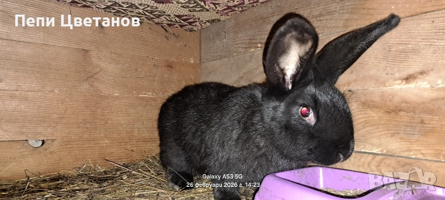 Породисти зайци , снимка 5 - Други животни - 53647743