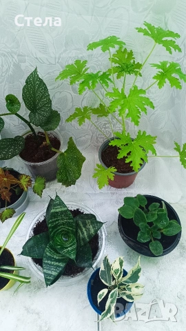 комплект цветя 10 евро , снимка 6 - Стайни растения - 53144265