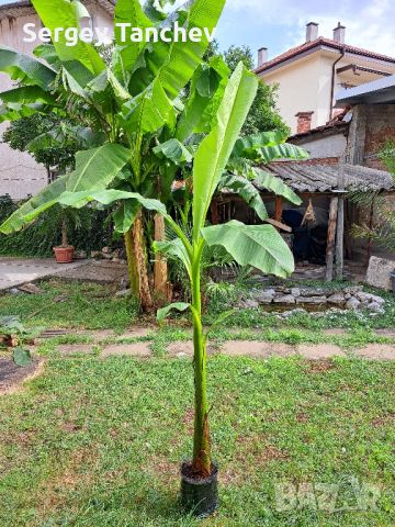 Бананови палми и др, снимка 9 - Градински цветя и растения - 44004050