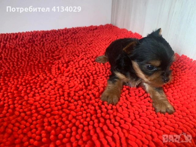 Мини и стандартни Йорки мъжки 35 дни и Супер мини Йорки мъжки 1,5 кг на две години
