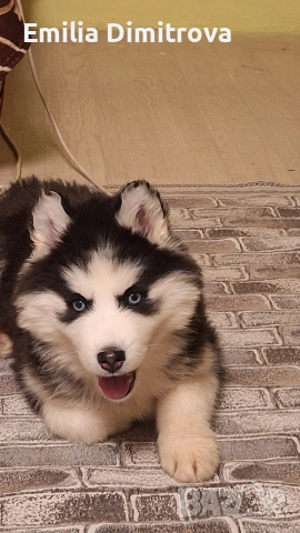 кучета хъскита , снимка 2 - Хъски - 53786416