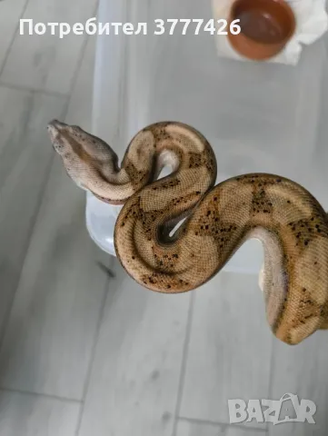 Боа Удушвач