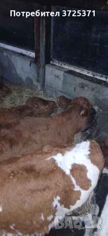 Продавам 8бр телета , снимка 8 - Крави - 53295775