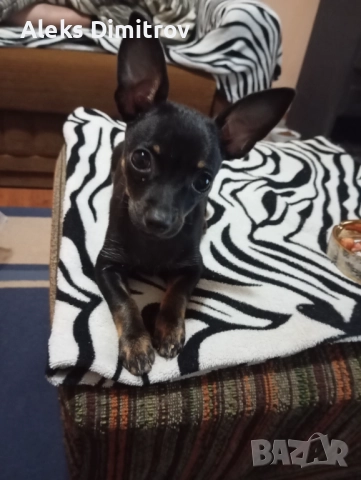 пинчер продавам 