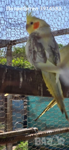 Папагали Корели 2 женски и 1 мъжки. 55лв броя.
, снимка 1