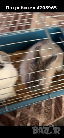 Декоративни зайчета лъвска глава, снимка 3 - Декоративни зайчета - 53097764