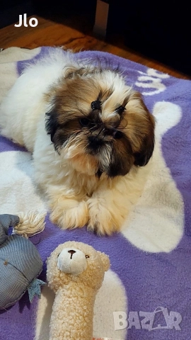 Прекрастно Шитцу , снимка 3 - Ши Тцу - 52874443