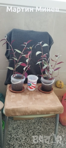 Tradescantia zebrina