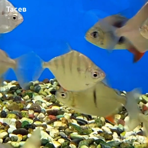 Милеус сетигер 5см