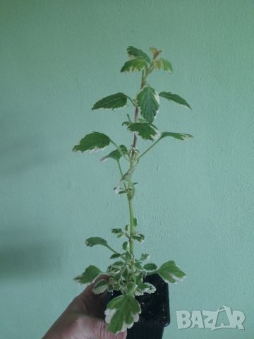 Комплект Каскадни растения , снимка 10 - Стайни растения - 45836156