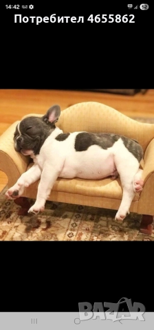 Френски съкровища търсят любящи стопани, снимка 13 - Френски булдог - 52474199