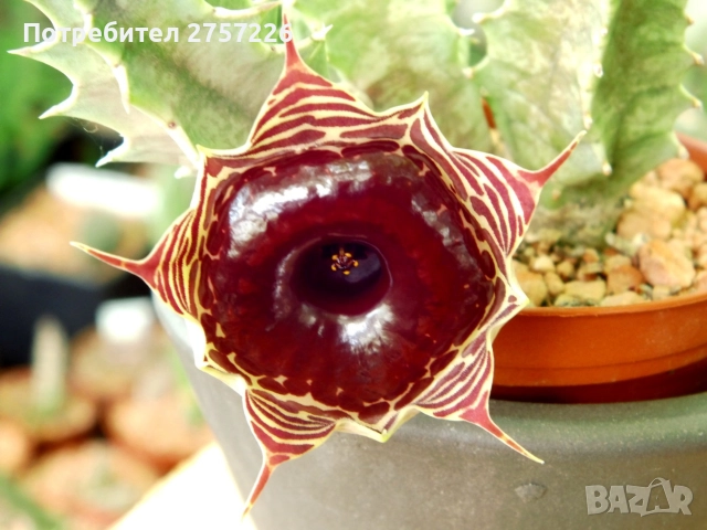 Huernia zebrina