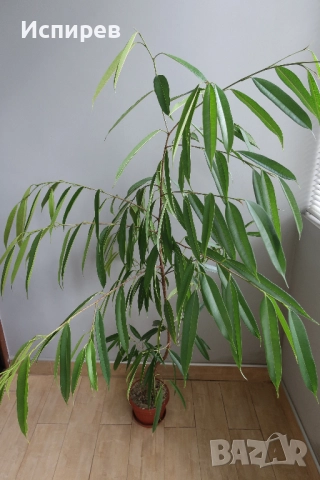 Фикус али, Ficus alii, 3-годишни растения, снимка 4 - Стайни растения - 51544538