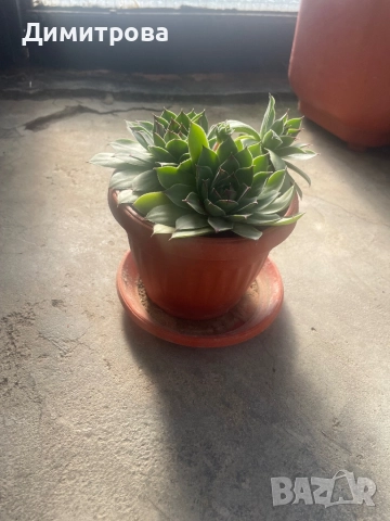 Кактус, ешеверия, снимка 3 - Стайни растения - 45525898