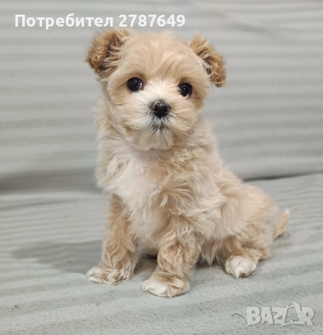 Малтипу, снимка 4 - Пудели - 53650329