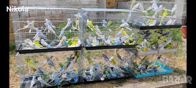 Продавам вълнисти папагали на дребно и на едро, снимка 1 - Папагали - 46434527