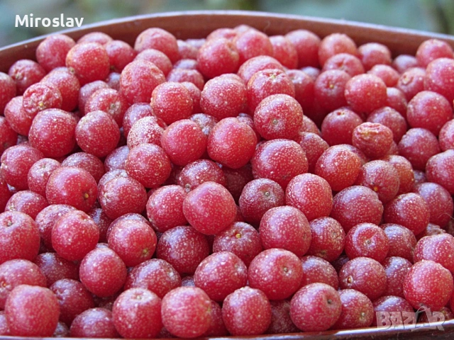 Есенна маслина , снимка 2 - Градински цветя и растения - 54244702