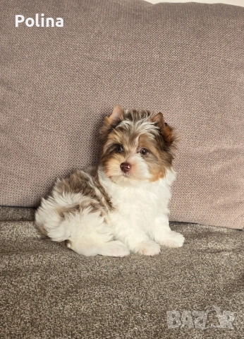 Шокобери момче, снимка 2 - Йоркширски териер - 53034544