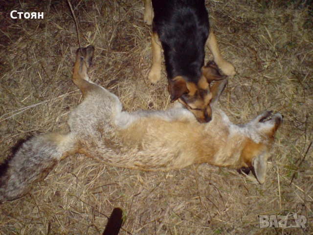 Ягдтериери, снимка 17 - Ягдтериер - 53523678