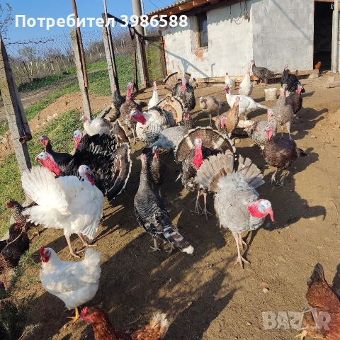 Яйца за люпене от Пуйки и Кокошки, снимка 4 - Кокошки и пуйки - 53287481