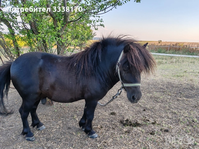 Пони, снимка 3 - Коне - 53913188
