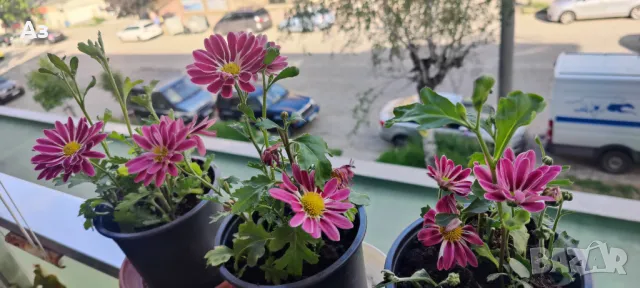 Продавам хризантеми в саксийки, снимка 1